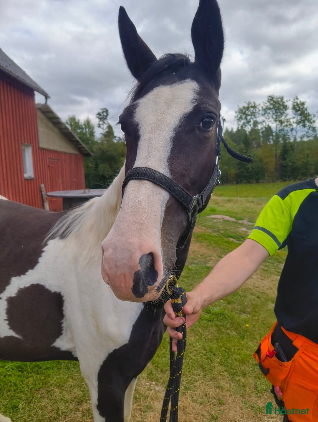 Allround hästar till salu: Fin och känslig unghäst  i Svenljunga - Annons 1