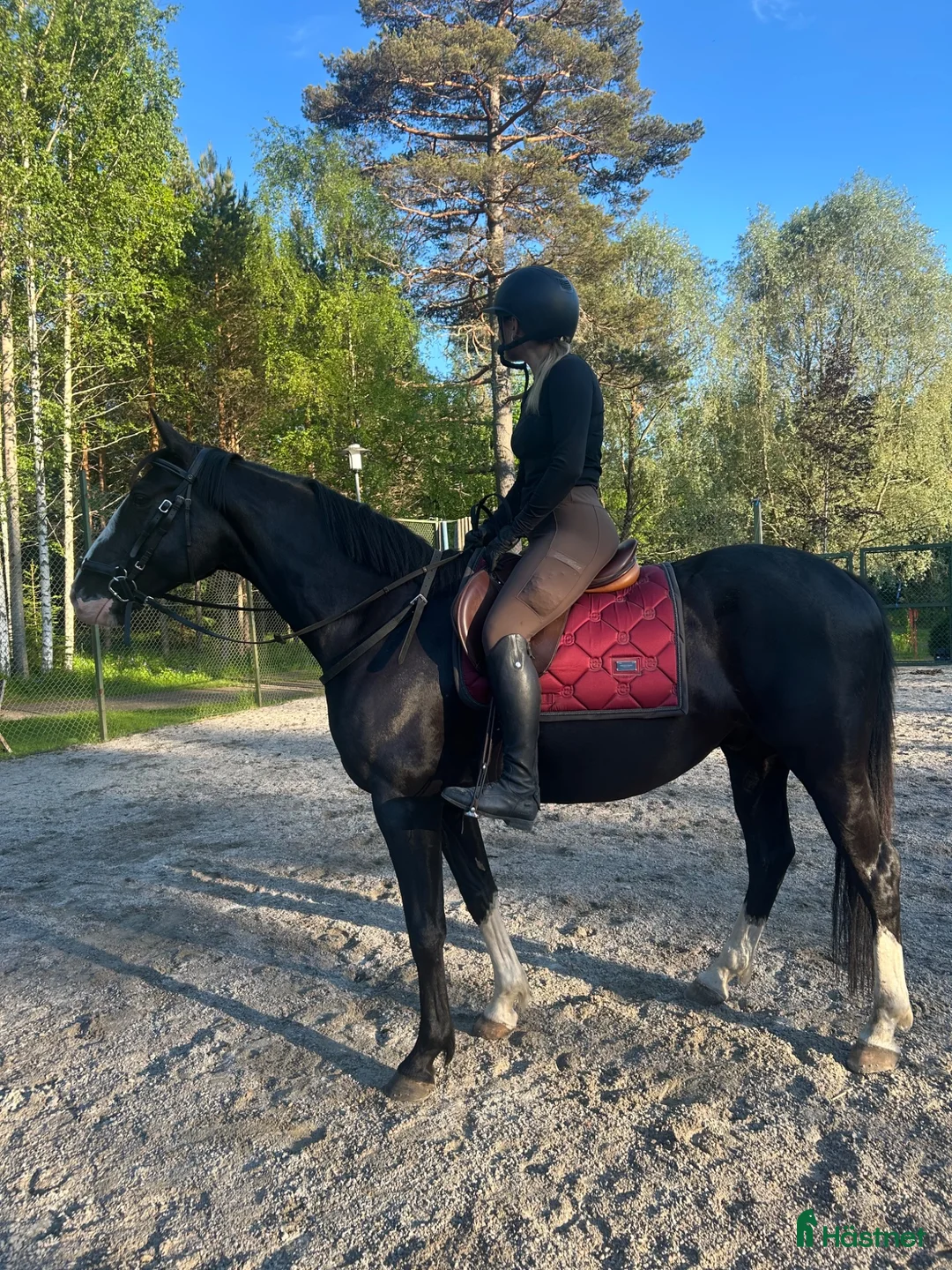 Allround hästar till salu: Allroundvalack med potential - Annons 1