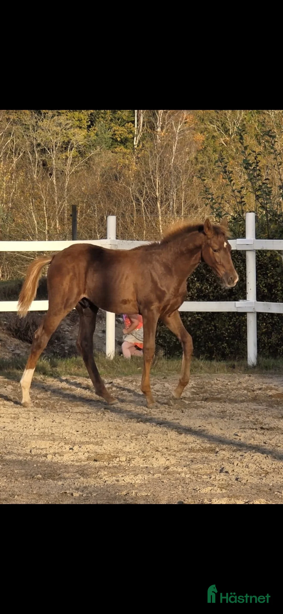 Dressyr hästar till salu: Passa på!! Dressyr löfte med högt meriterad stam! - Annons 8