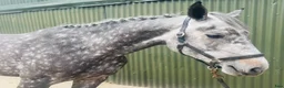 Allround hästar till salu: Stunning Irish mare  - Annons 15