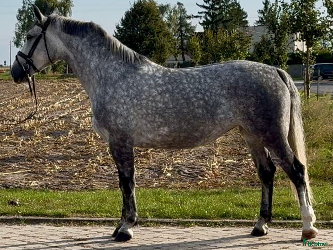 Allround hästar till salu: Bella–gorgeous 4-year-old mare for everyone i Stockholm - Annons 6