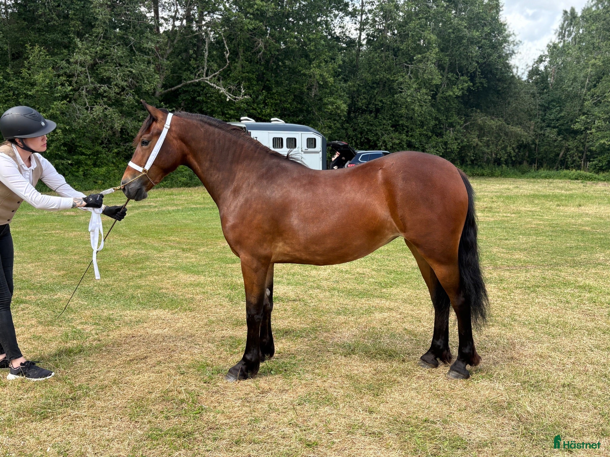  hästar Welsh Cob-sto med kvalitet, stam & framtid🌟 - Annons 1