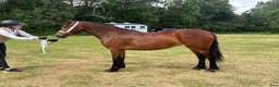 Allround hästar till salu: Welsh Cob-sto med kvalitet, stam & framtid🌟 - Annons 1