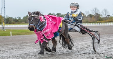  hästar i Borlänge - Annons 10