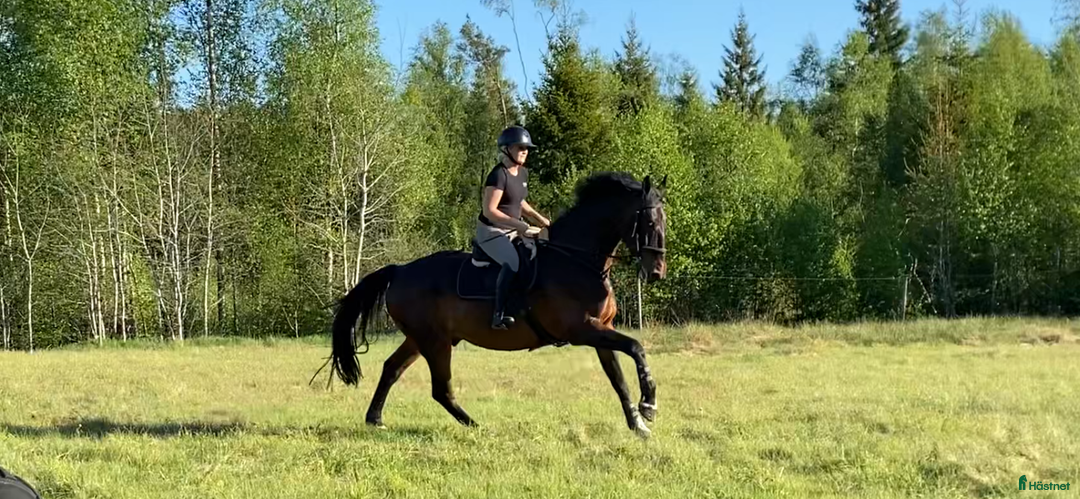 Allround hästar till salu: Trevlig SWB-valack i Perstorp - Annons 2