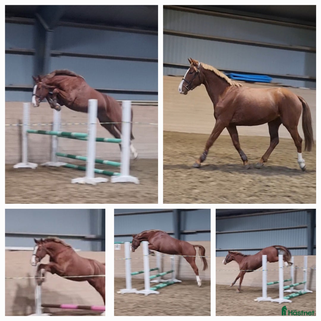 Hoppning hästar till salu: Mycket lovande Unghäst i Ingelstad - Annons 2