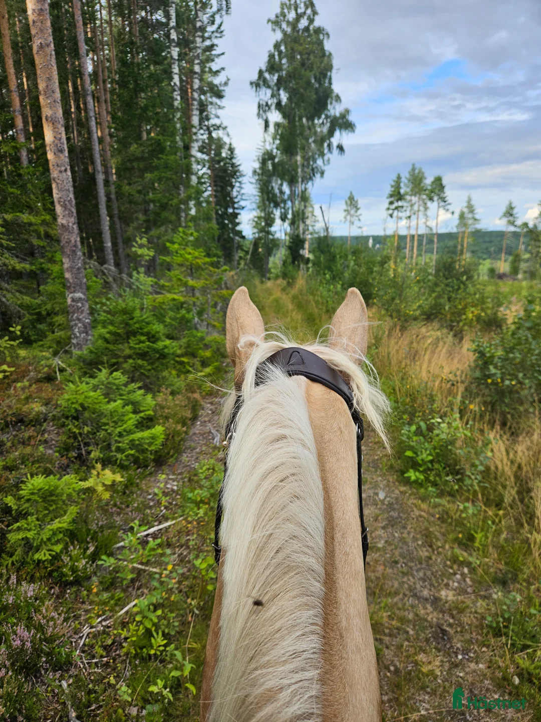  medryttarhäst finnes: Medryttare sökes! - Annons 7