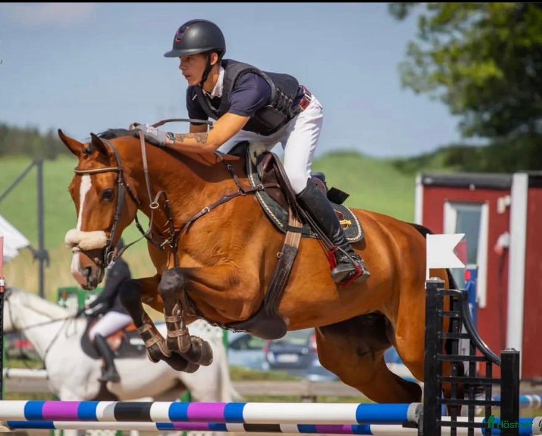 Hoppning hästar till salu: Toppstammat prestationssto med tävlingsmeriter i Linköping - Annons 3