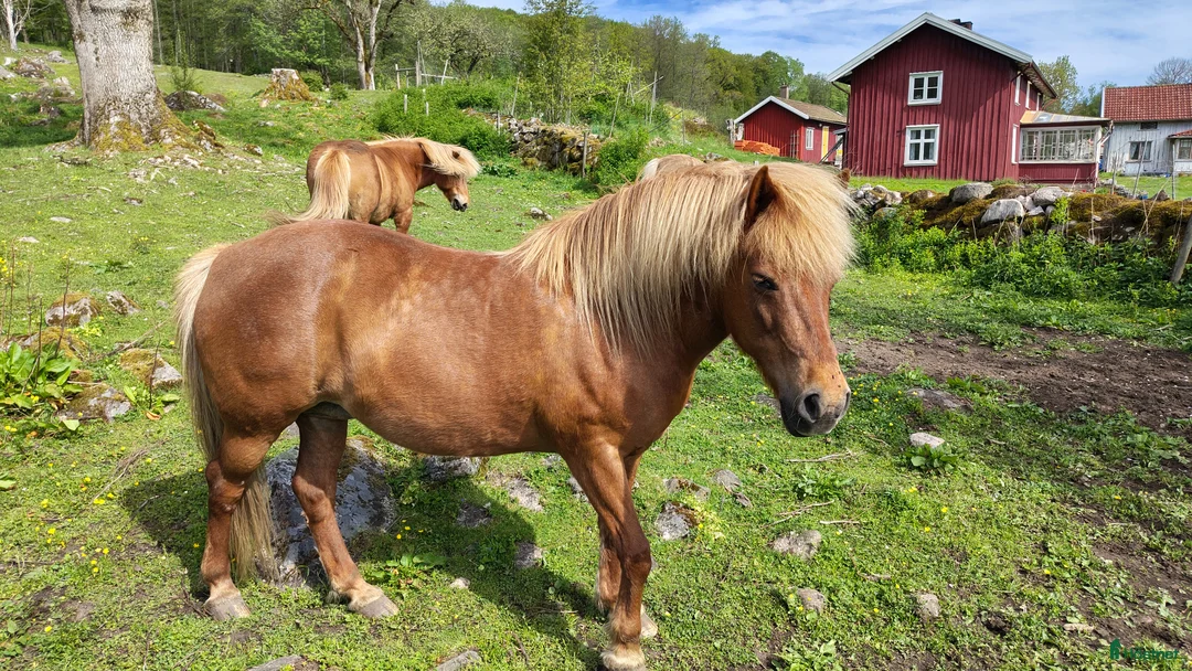 Island hästar till salu: Islandshäst projekt i Dannike - Annons 2