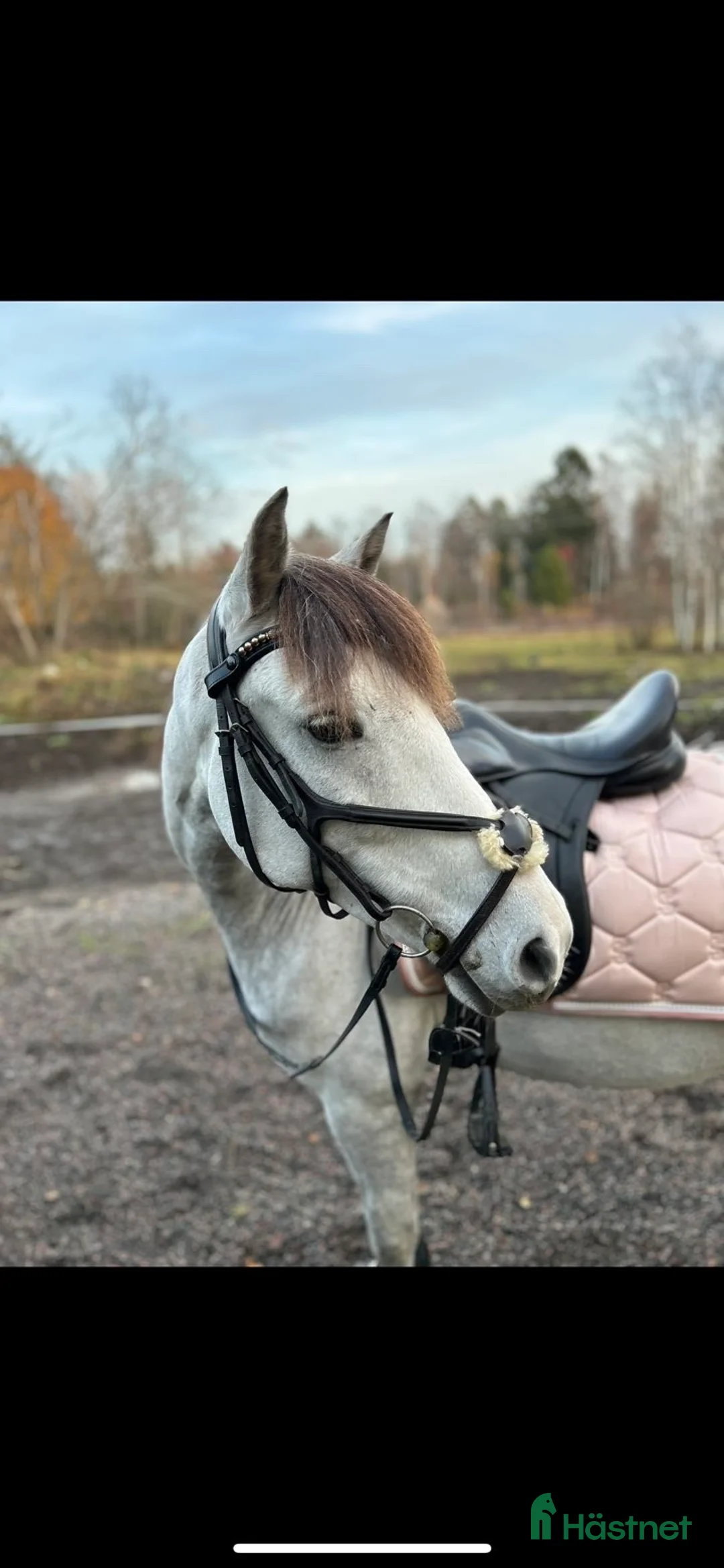 Allround hästar till salu: Talangfull C-ponny med kapacitet för högre klasser i Kungsgården - Annons 2