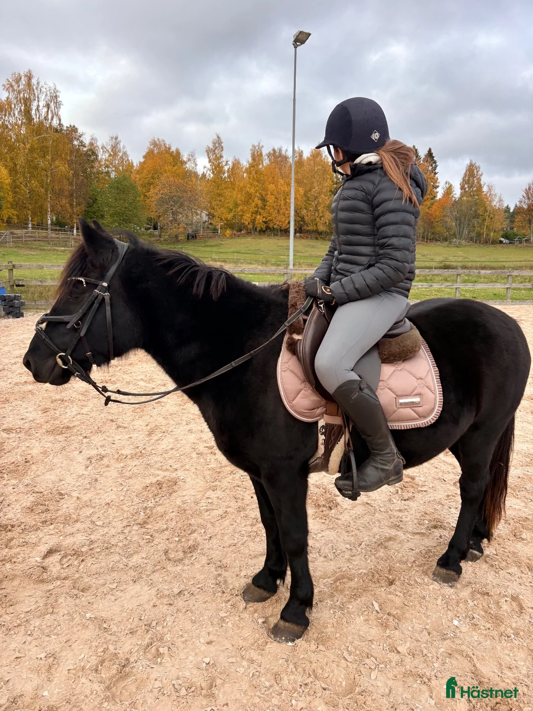 Allround hästar till salu: Cponny för körning & uteritt.  Ev byte  - Annons 2