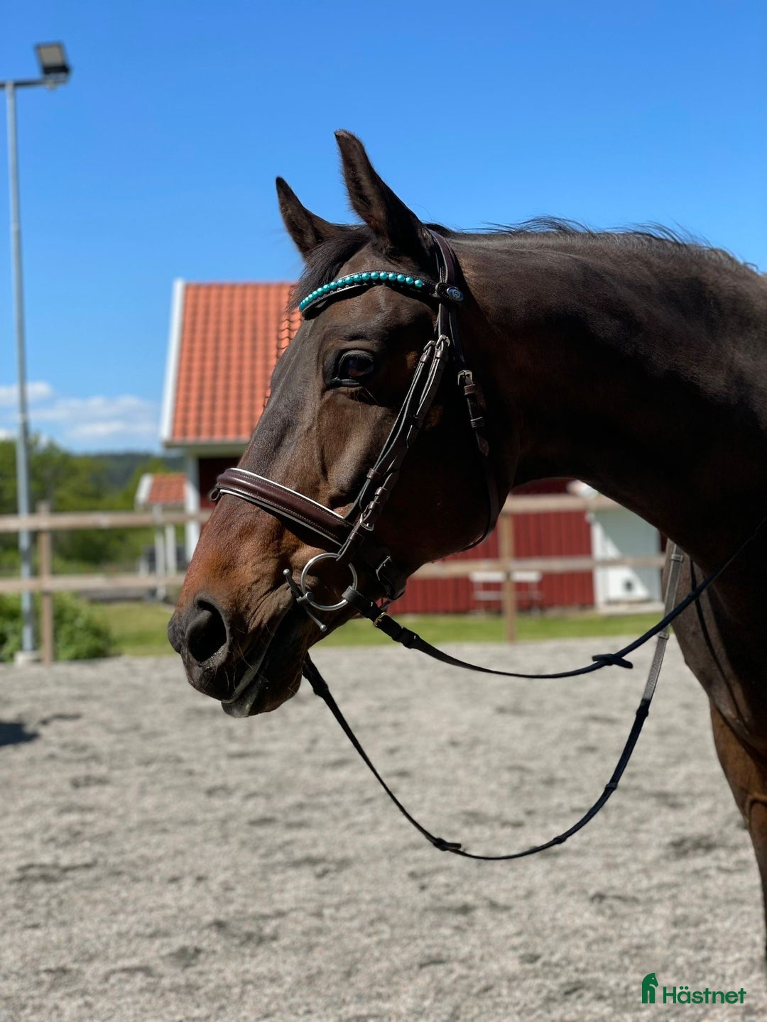 Allround hästar till salu: Underbart sto för den som söker en bästa vän i Ulricehamn - Annons 3