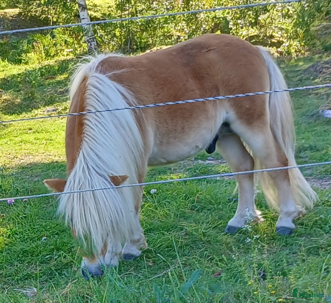 Allround hästar till salu: Shetland Russ Fjord  i Ulrika - Bild 31