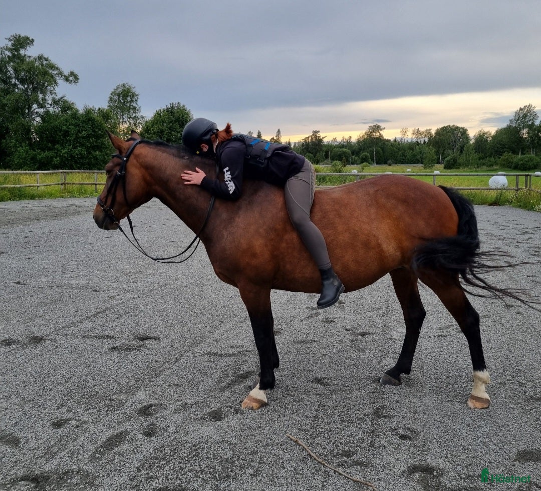 Sällskap hästar till salu: Tryggt sto söker sista hem i Skyttorp - Annons 1