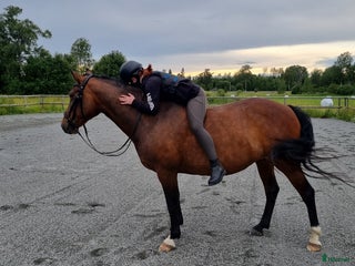hästar Tryggt sto söker sista hem i Skyttorp - Annons 1
