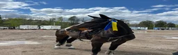 Hoppning hästar till salu: Hopphäst säljes  - Annons 2