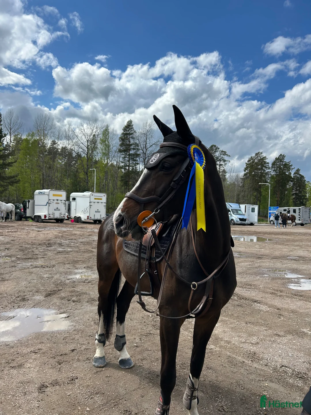 Hoppning hästar till salu: Hopphäst säljes  - Annons 2