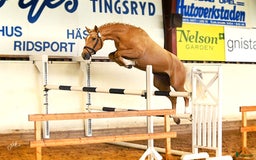 Hoppning hästar till salu: ☆☆☆Swbhingst med wowfaktor☆☆☆ i Backaryd - Annons 4