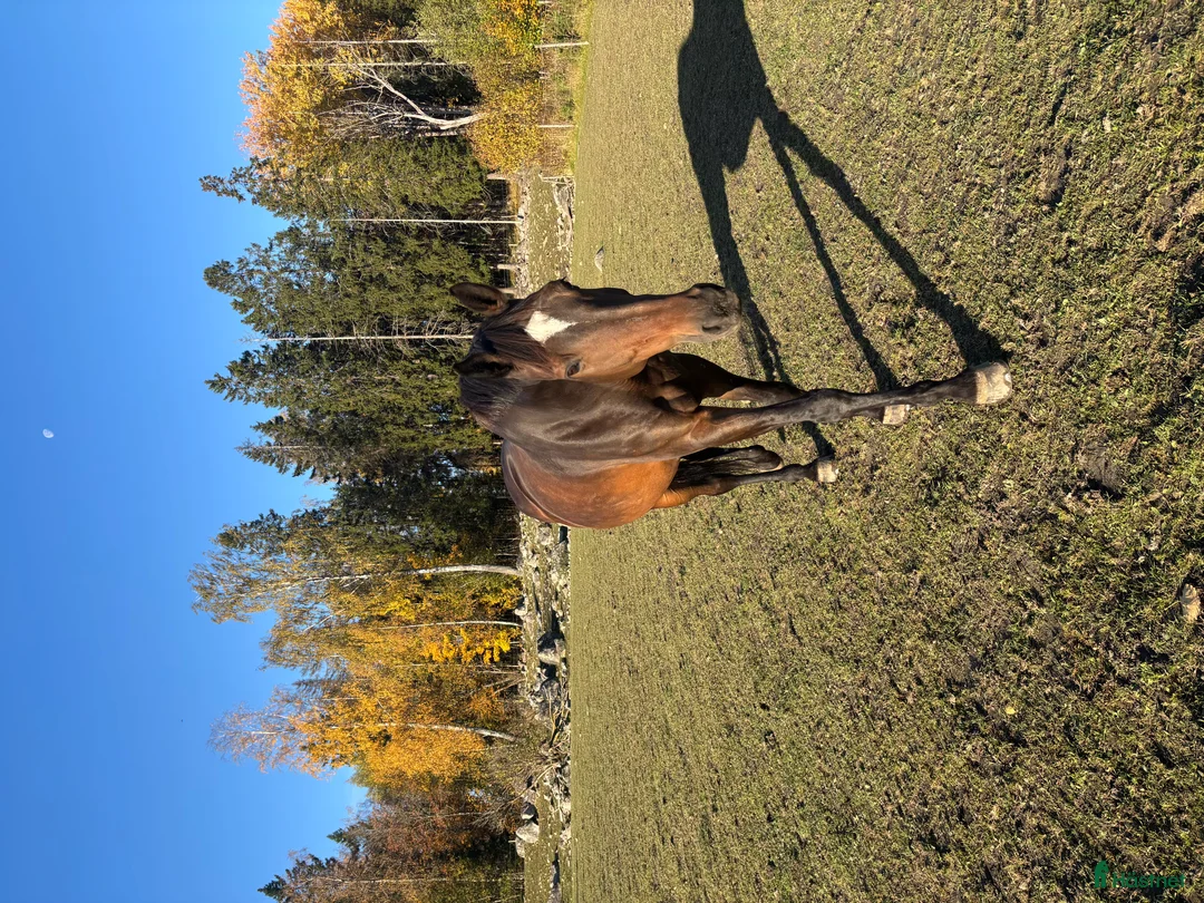 Allround hästar till salu: SWB sto  - Annons 2
