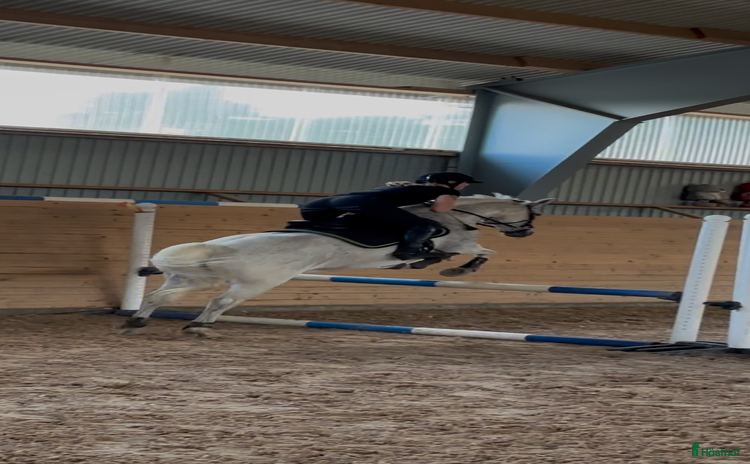  hästar i Sätila - Annons 7