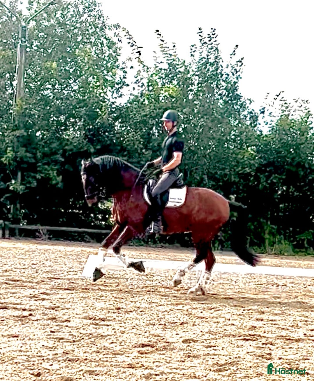 Dressyr hästar till salu: Importerad 6 årig Lusitano valack i Örsundsbro - Annons 1