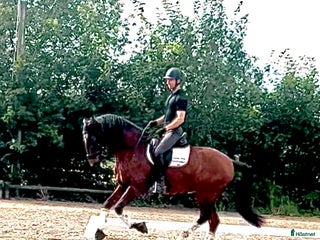 hästar Importerad 6 årig Lusitano valack i Örsundsbro - Annons 19