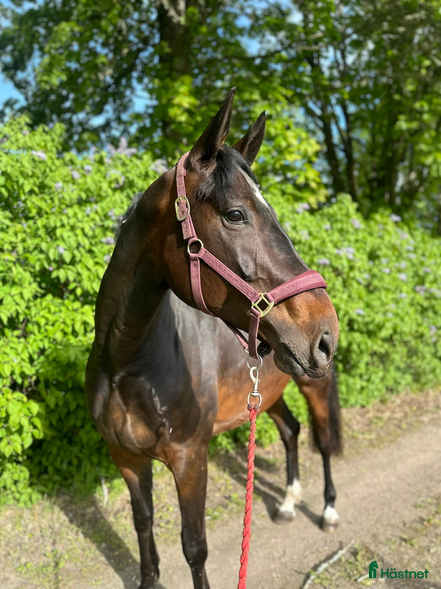  hästar Avelsto med Toppstam! - Annons 2