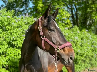 hästar Avelsto med Toppstam! - Annons 2