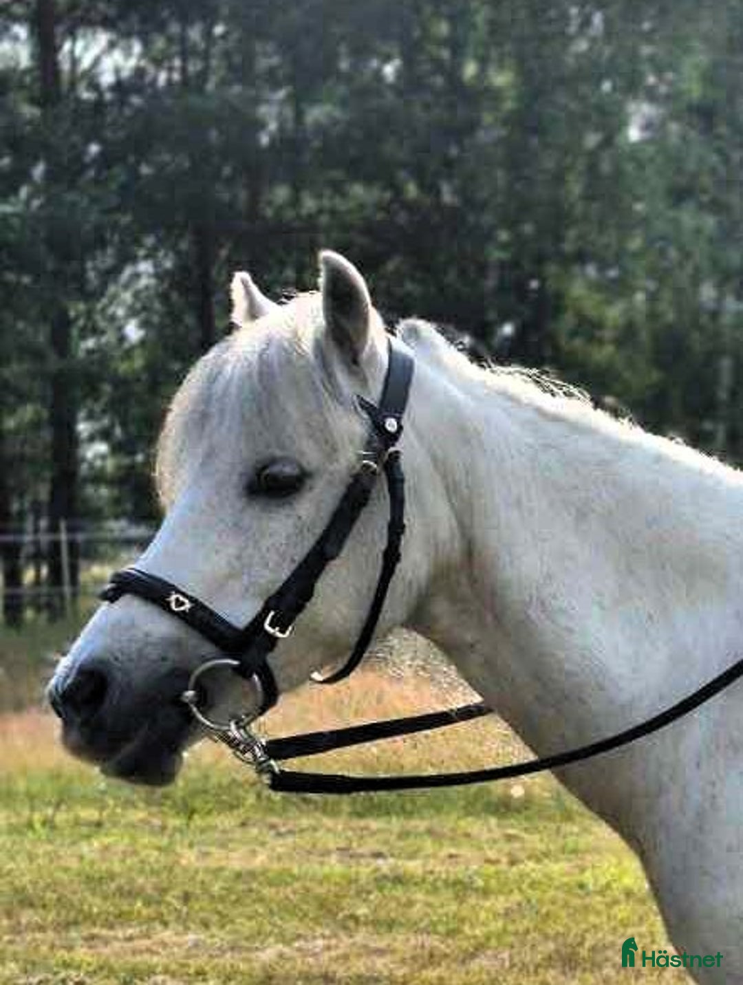 Allround hästar till salu: FANTASTISKT SÖTA OCH SNÄLLA i Sölvesborg - Annons 5