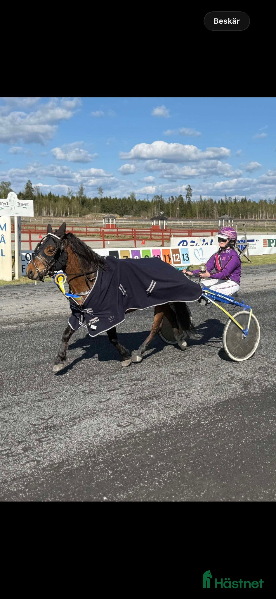  hästar Lovande ponnytravare - Annons 6