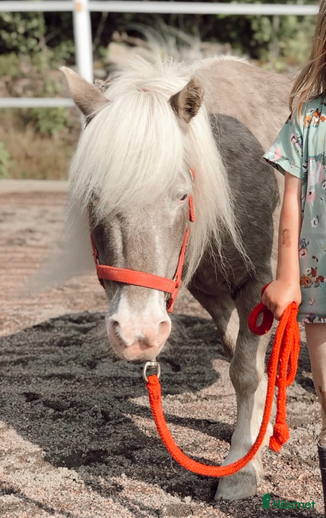  medryttarhäst finnes: Skötare sökes: Pyssla med minishettis i Kristinehamn - Annons 1