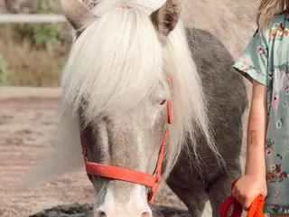 medryttarhäst finnes: Skötare sökes: Pyssla med minishettis i Kristinehamn - Annons 8