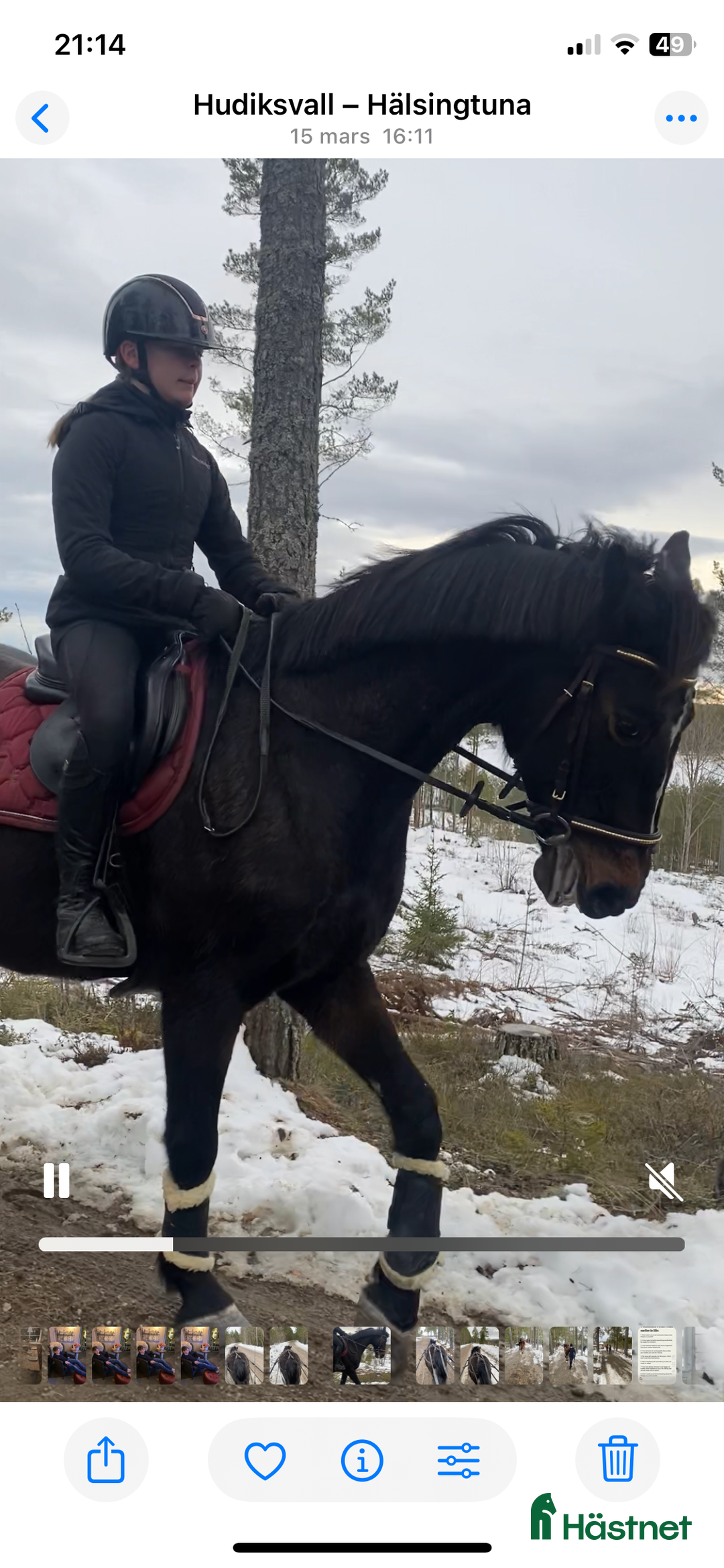 categoriesInfo:categoryAttributeOptions.pets.horses.mainCategory.breeding hästar till salu: Avelssto till salu i Hudiksvall - Bild 4