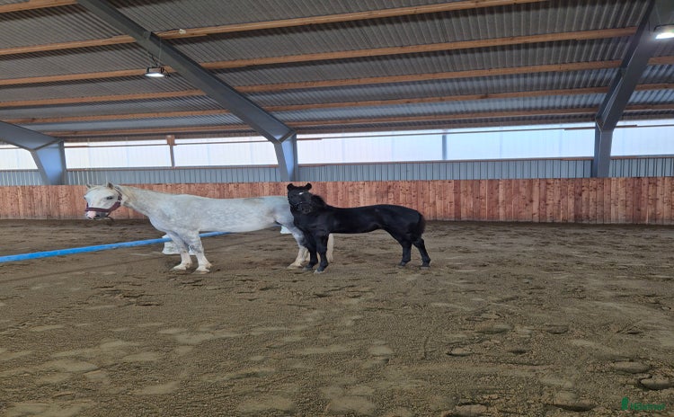  hästar i Klippan - Annons 8