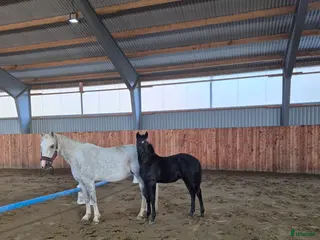 Allround hästar till salu: D ponny föl i Klippan - Annons 1