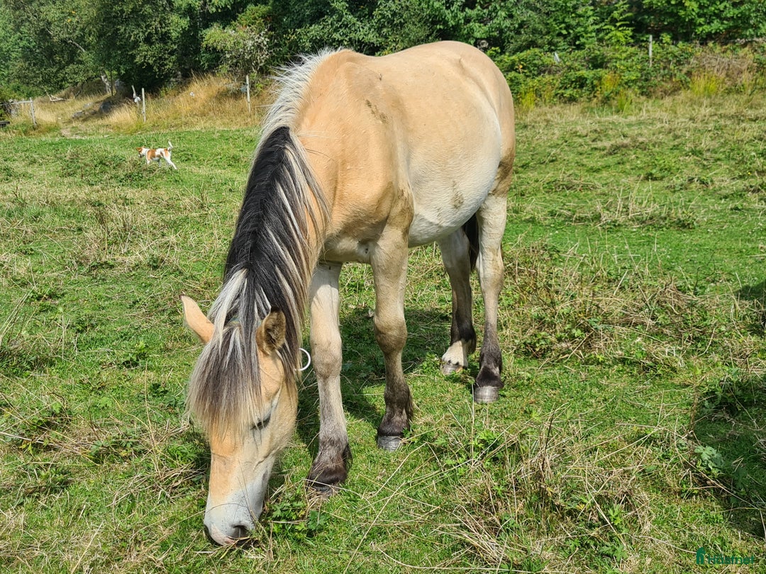 Körning hästar till salu: Fin nordsvensk  i Henån - Annons 10