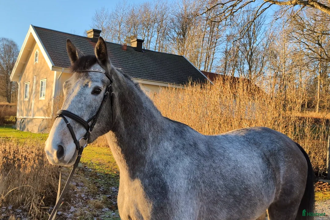 Hoppning hästar till salu: Hopp/Fälttävlan talang - Annons 3