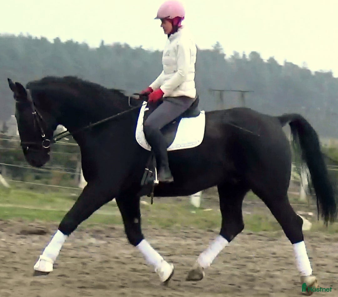 Allround hästar till salu: Fantastic Silesian horse for Christmas time i Örsundsbro - Annons 1