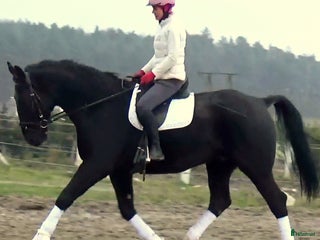 hästar Fantastic Silesian horse for Christmas time i Örsundsbro - Annons 3