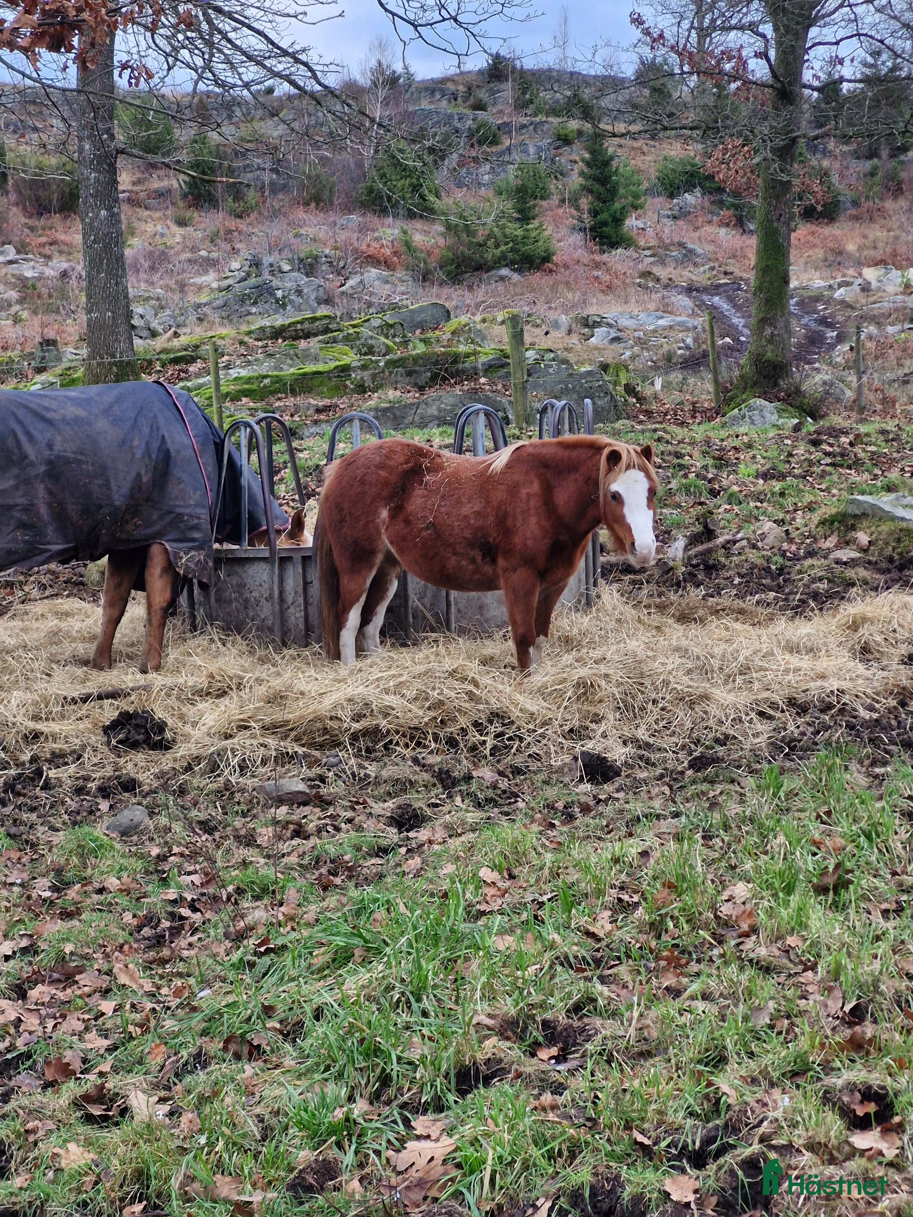  hästar Underbar barnponny - Annons 6