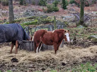 hästar Underbar barnponny - Annons 6