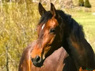 hästar Dräktigt sto för dressyr och/eller avel i Dyltabruk - Annons 5