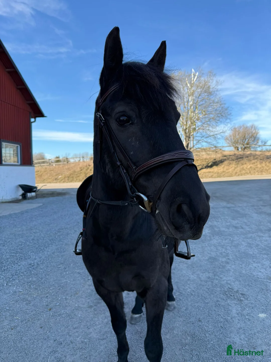 Allround hästar till salu: Vår underbara Spirit söker kärleksfullt hem  - Annons 2