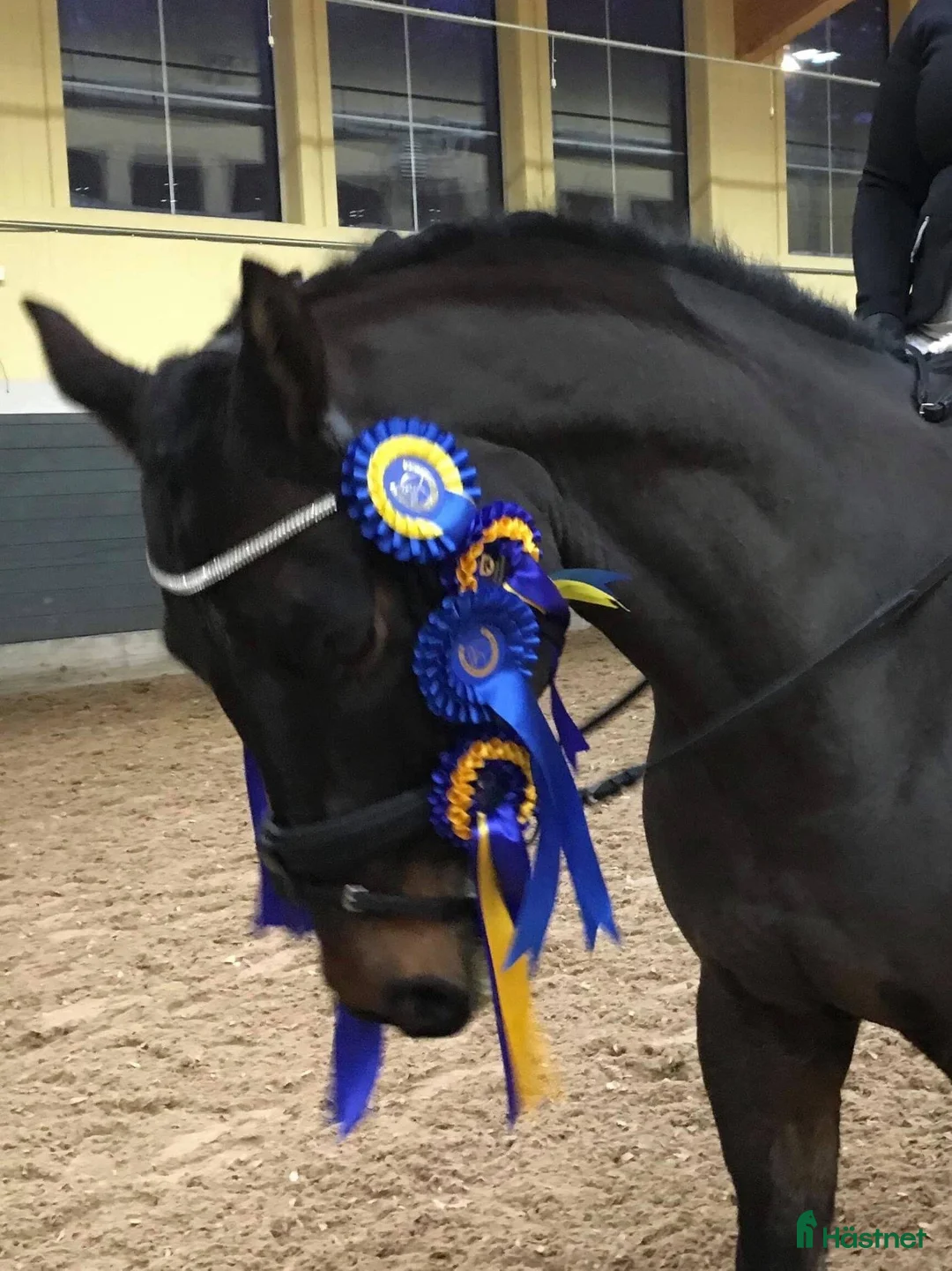 Allround hästar till salu: Qummin i Norrköping - Annons 2