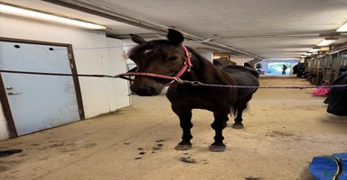  hästar i Vänersborg - Annons 9