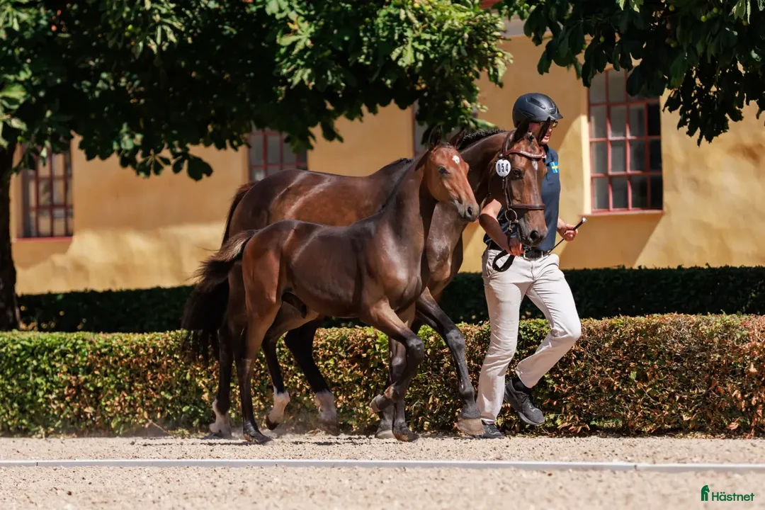 Hoppning hästar till salu: Kille med potential  - Annons 2