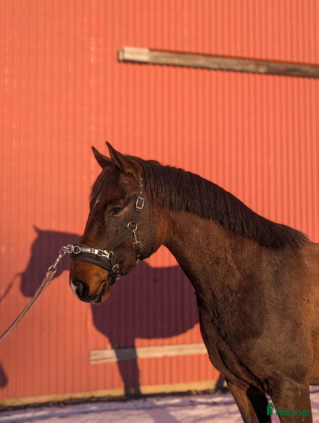 Dressyr hästar till salu: Trevlig 2 åring SWB e. Serious 1457 i Umeå - Annons 2