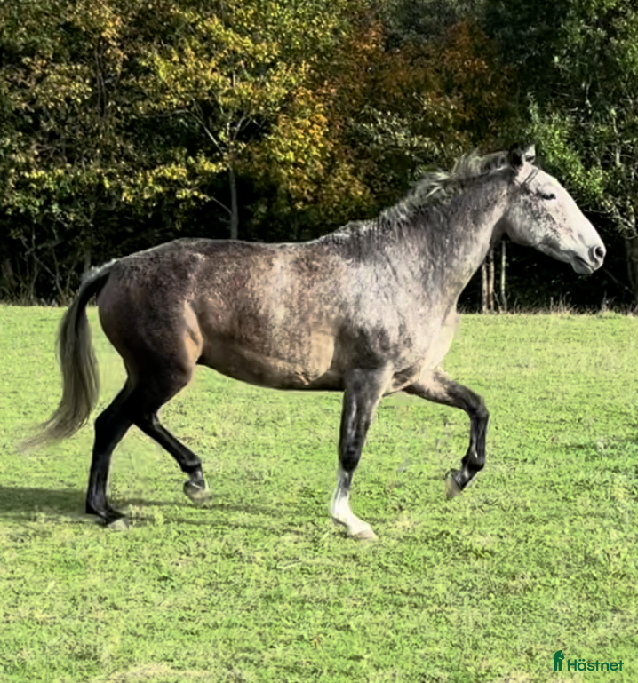  hästar Vacker P.R.E. med stam från Yeguada de la Cartuja - Annons 7
