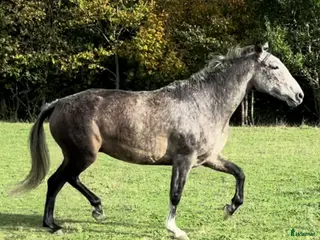 hästar Vacker P.R.E. med stam från Yeguada de la Cartuja - Annons 7