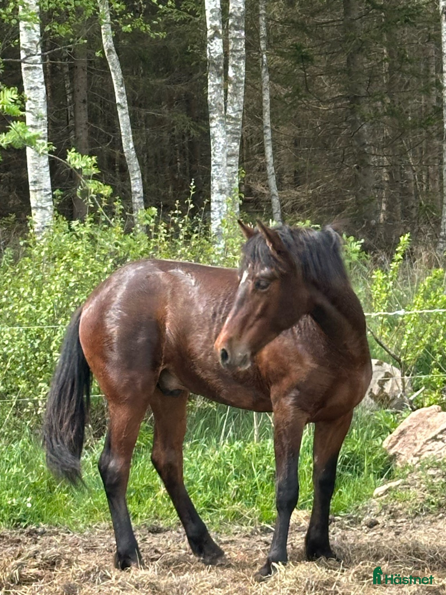  hästar Åring, korsning PRE och kallblodstravare - Annons 11